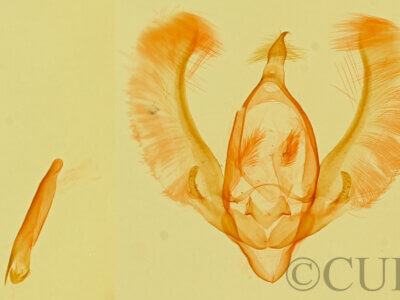 genitalia view of adult Meganola minuscula