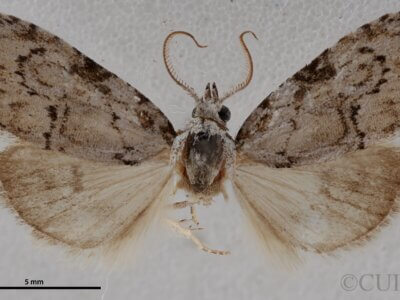 dorsal view of adult Meganola minuscula