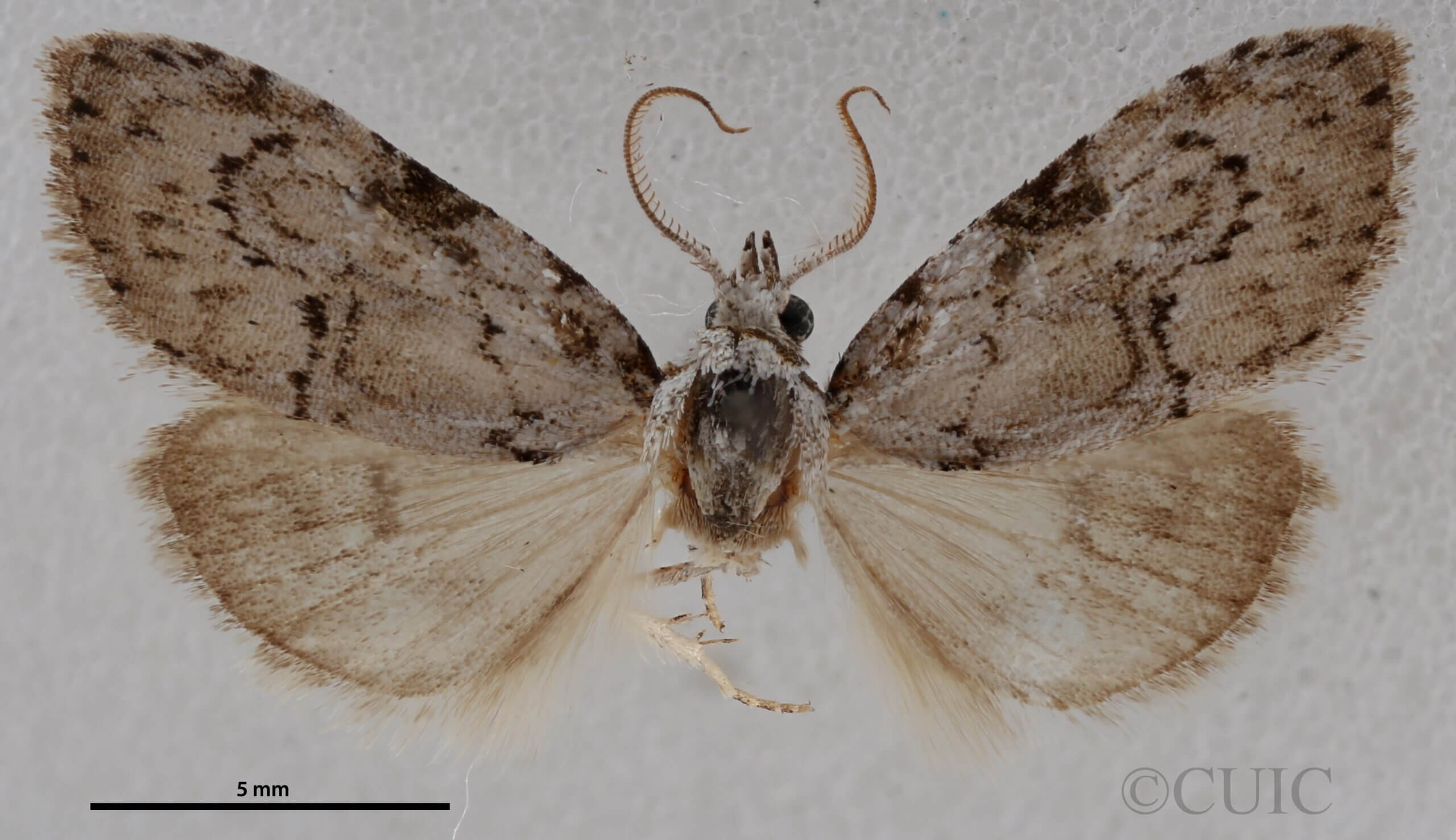 dorsal view of adult Meganola minuscula