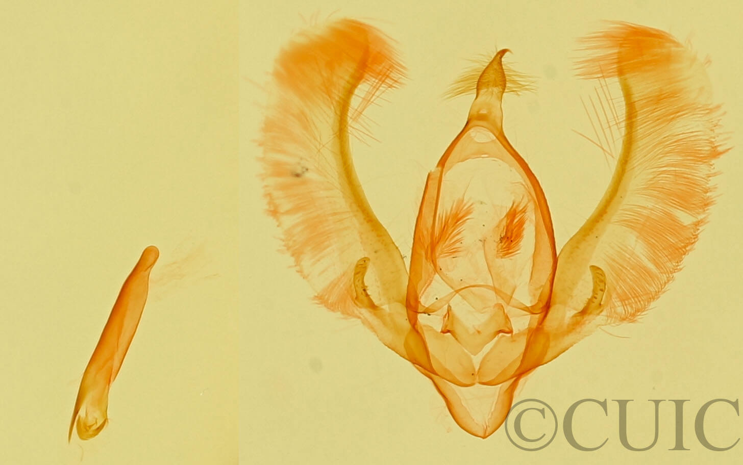 genitalia view of adult Meganola minuscula