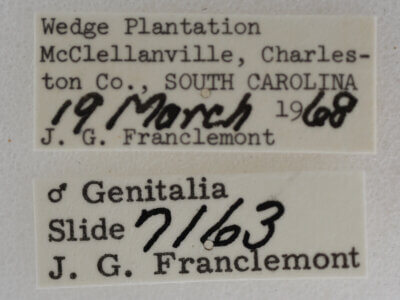 label view of adult Meganola minuscula