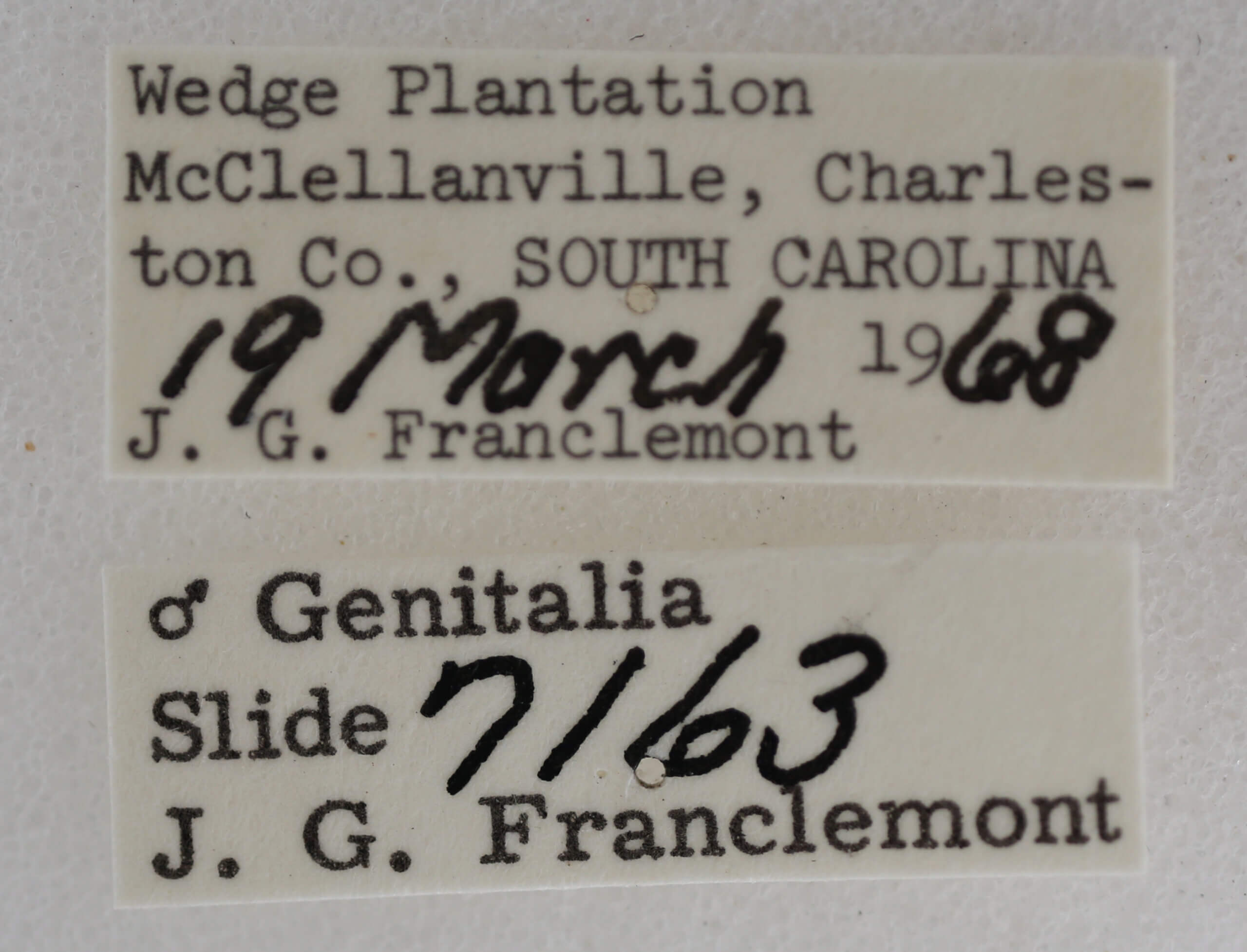 label view of adult Meganola minuscula