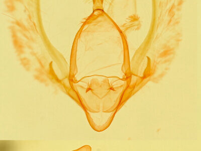 genitalia view of adult Meganola minuscula