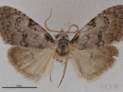 dorsal view of adult Meganola minuscula