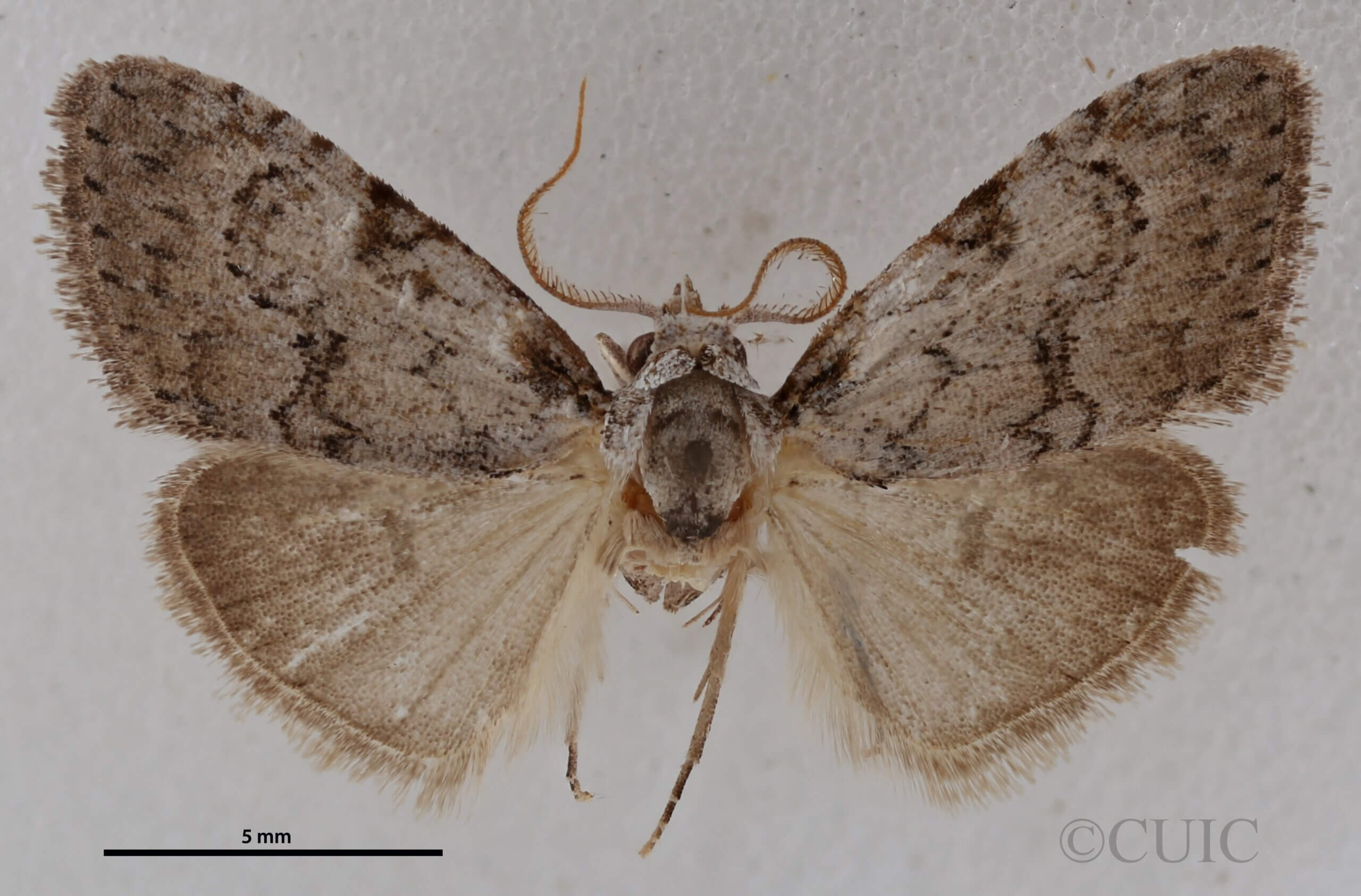 dorsal view of adult Meganola minuscula