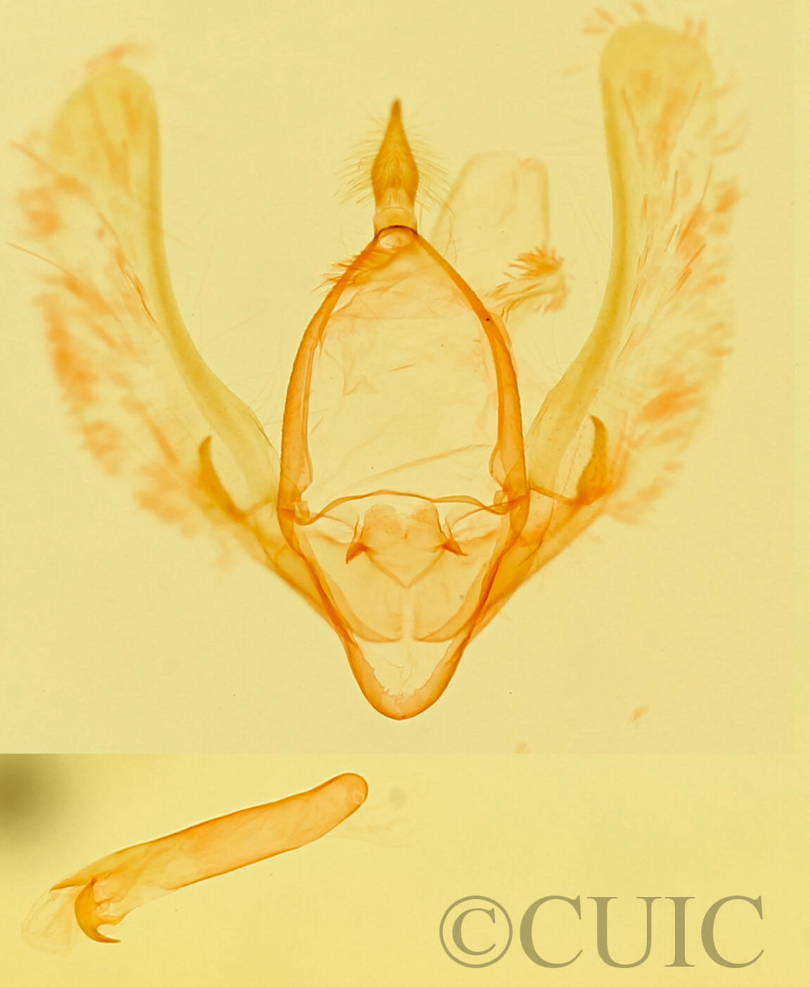 genitalia view of adult Meganola minuscula