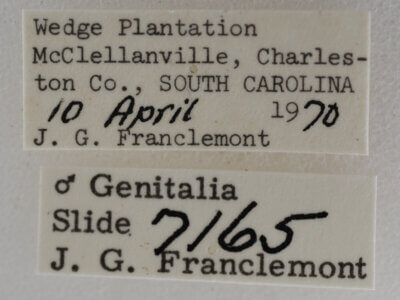 label view of adult Meganola minuscula