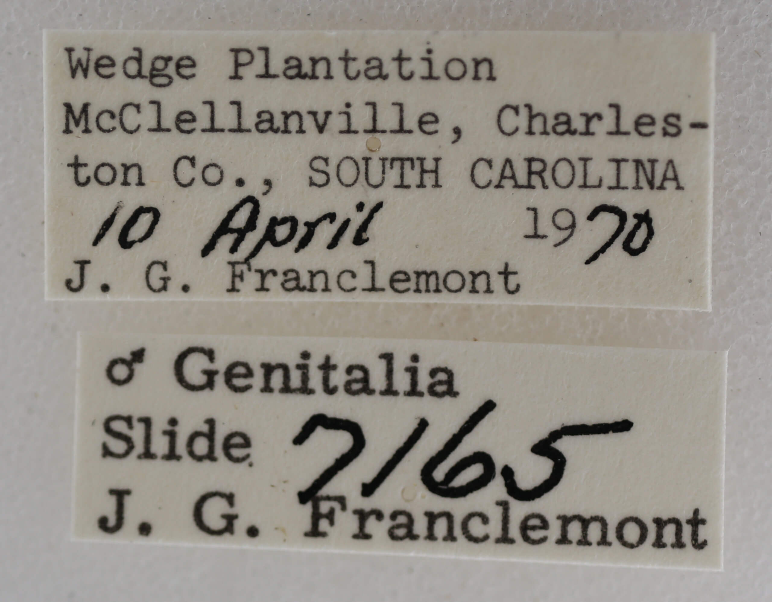 label view of adult Meganola minuscula