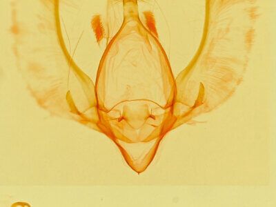 genitalia view of adult Megaonla sp.