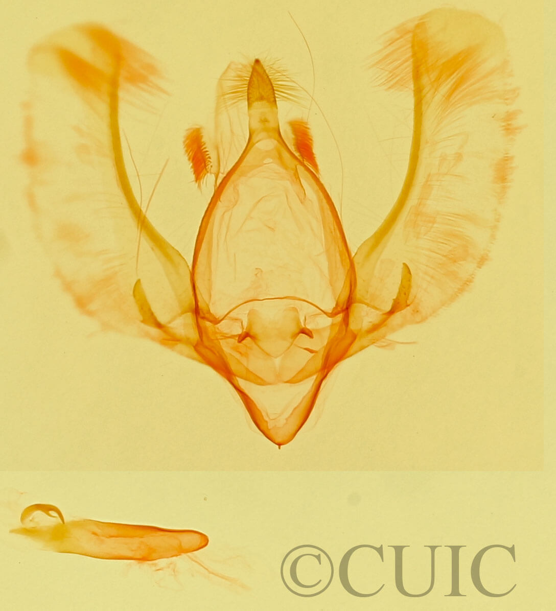 genitalia view of adult Megaonla sp.