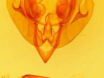 genitalia view of adult Lacanobia atlantica