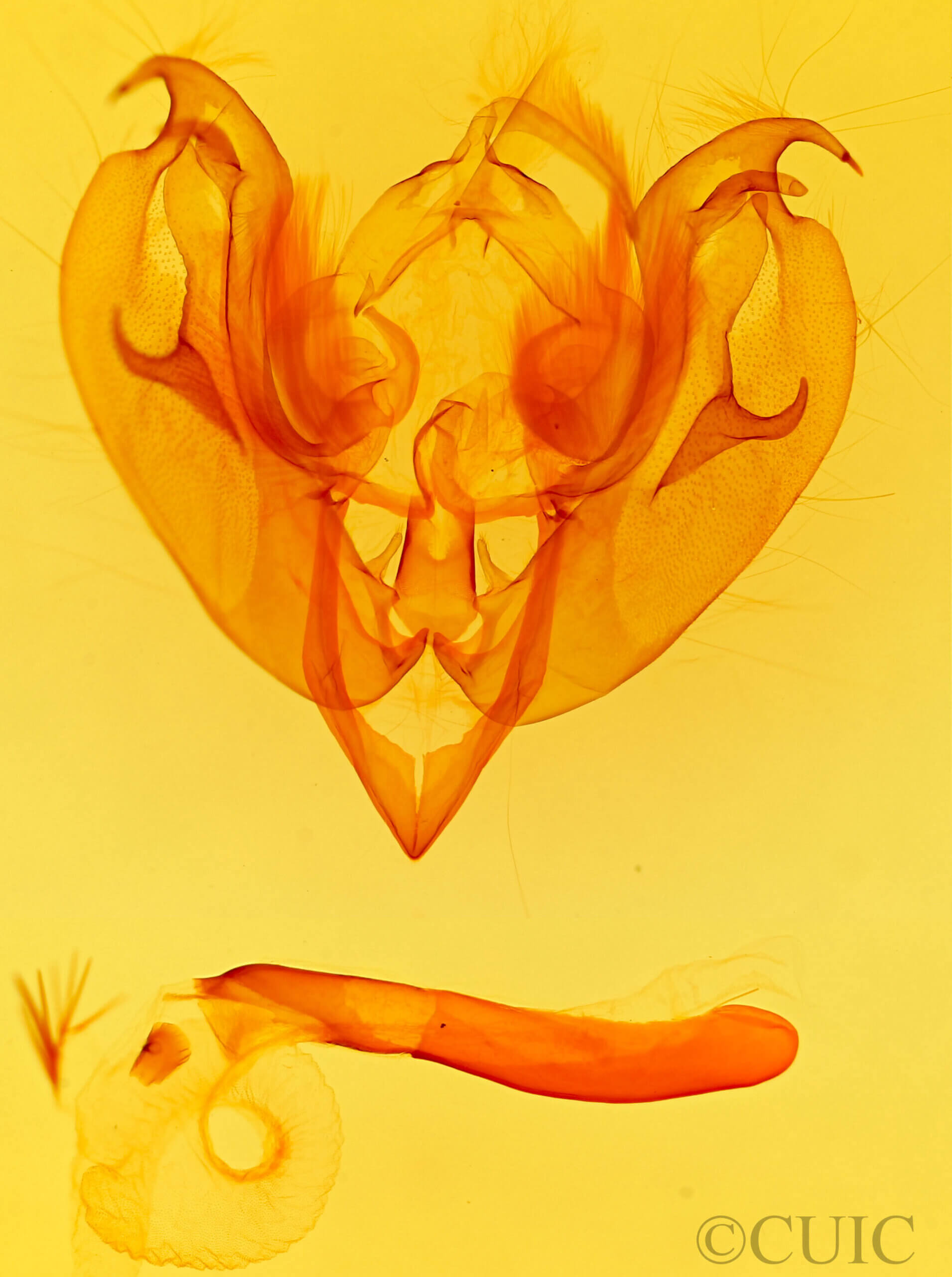 genitalia view of adult Lacanobia atlantica