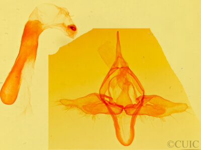 genitalia view of adult Exyra ridingsii