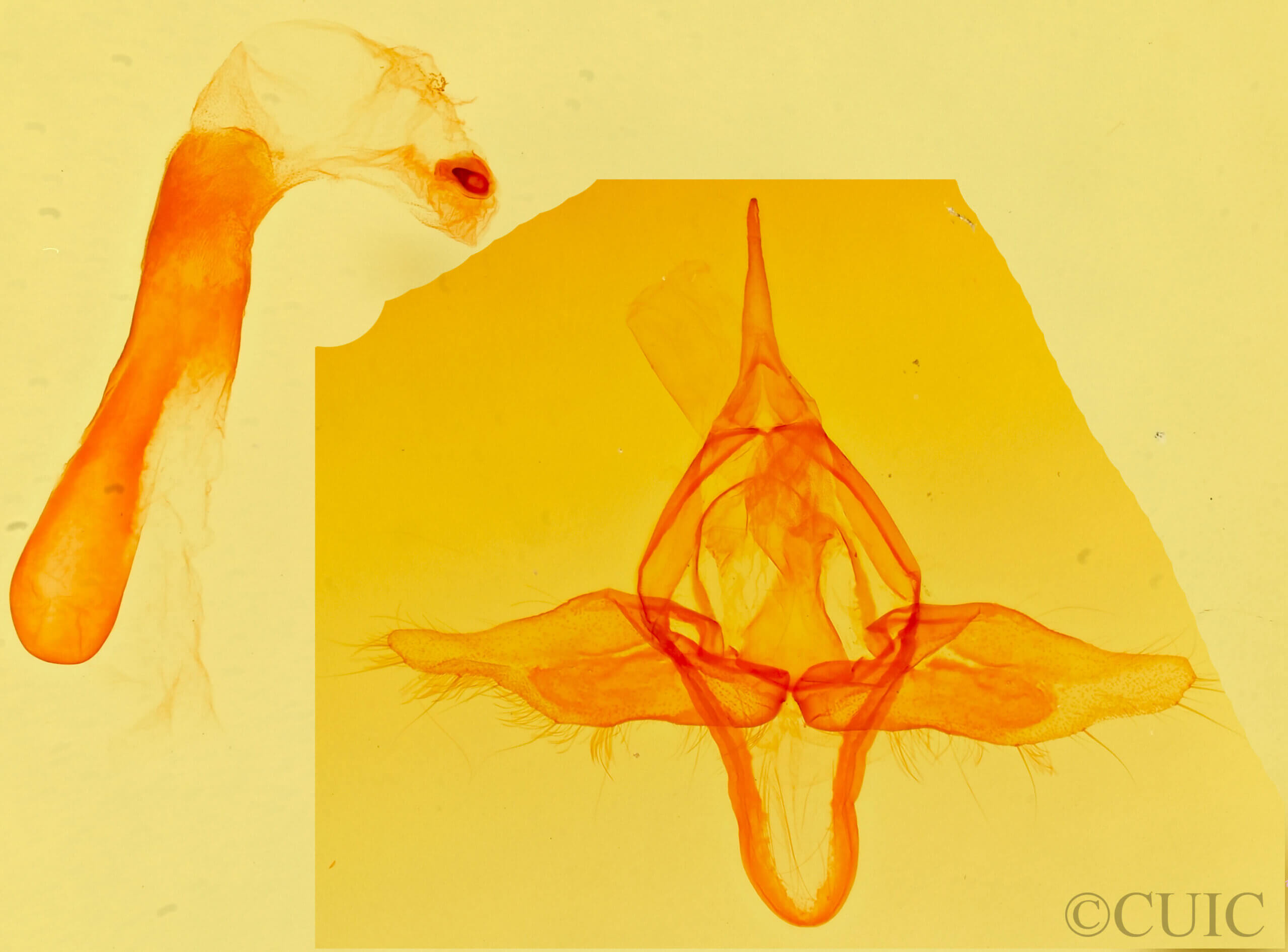genitalia view of adult Exyra ridingsii