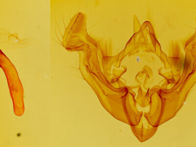 genitalia view of adult Apamea inficita conradi