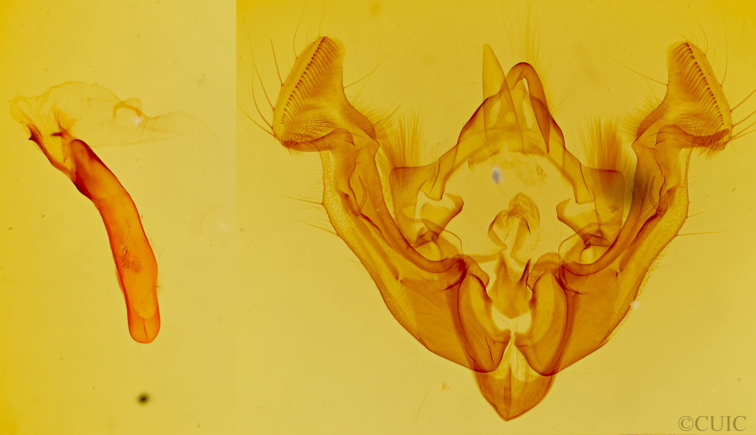 genitalia view of adult Apamea inficita conradi