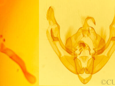 genitalia view of adult Ipimorpha sp.