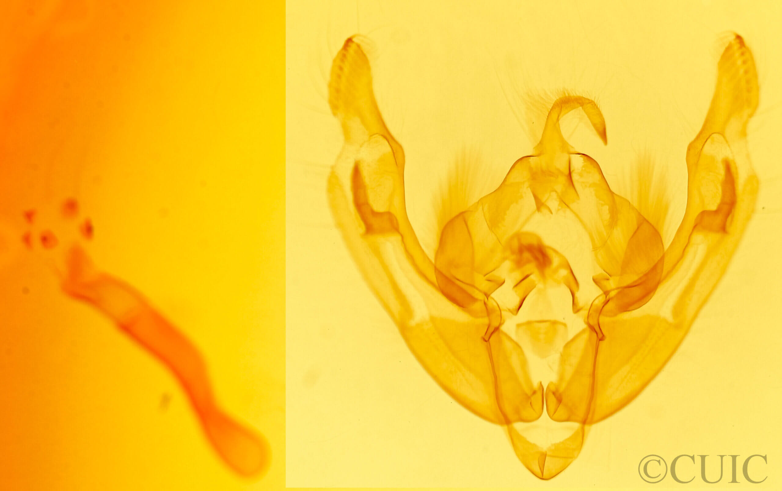 genitalia view of adult Ipimorpha sp.