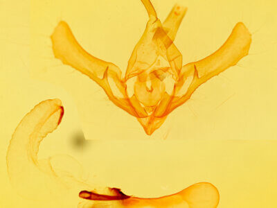 genitalia view of adult Syngrapha sp.