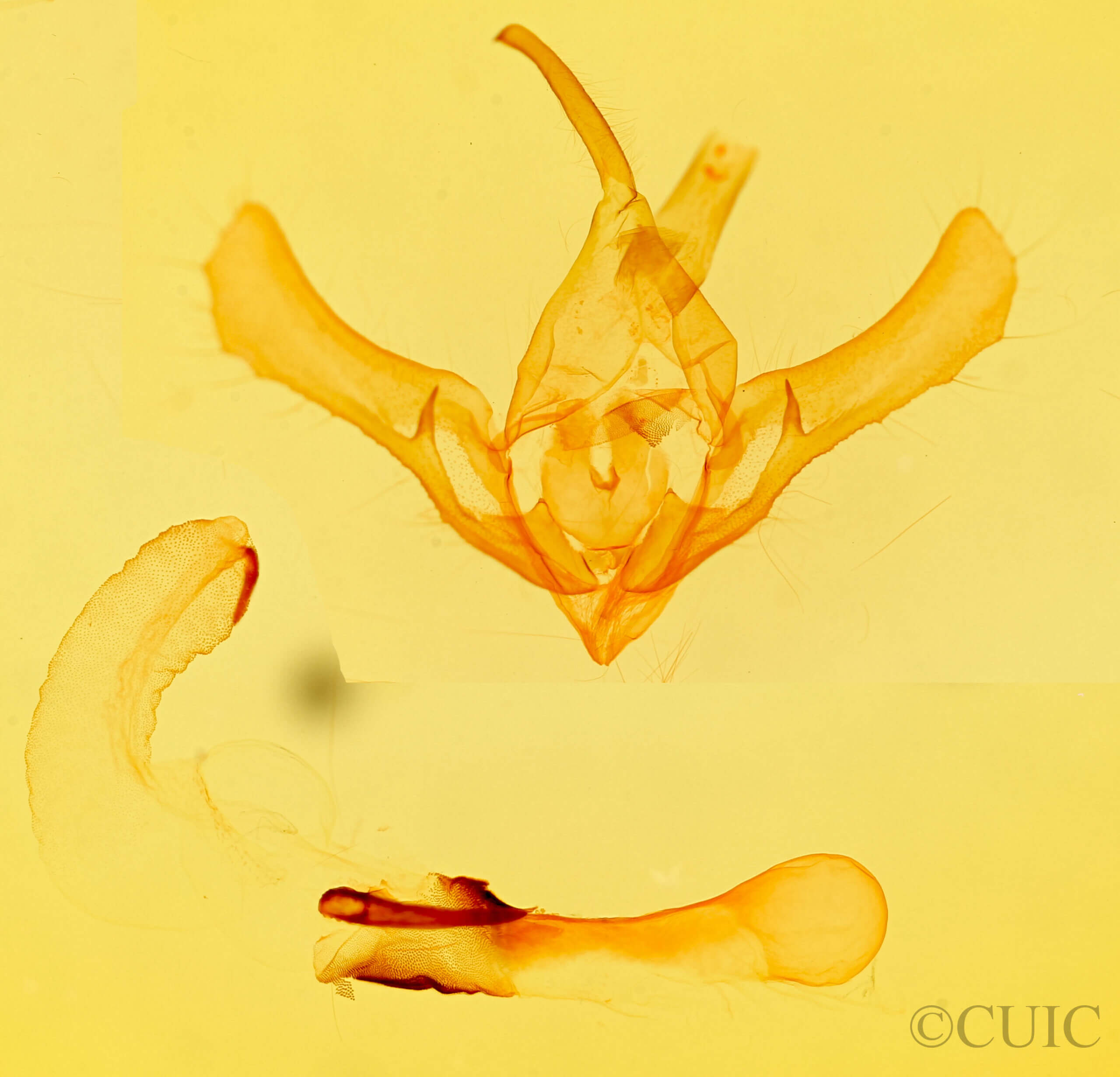 genitalia view of adult Syngrapha sp.