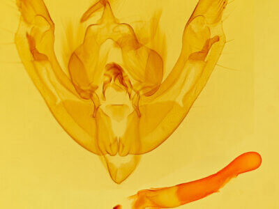 genitalia view of adult Ipimorpha pleonectusa