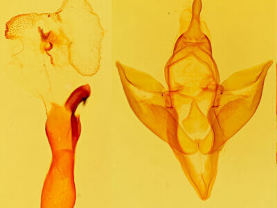 genitalia view of adult Apantesis carlotta