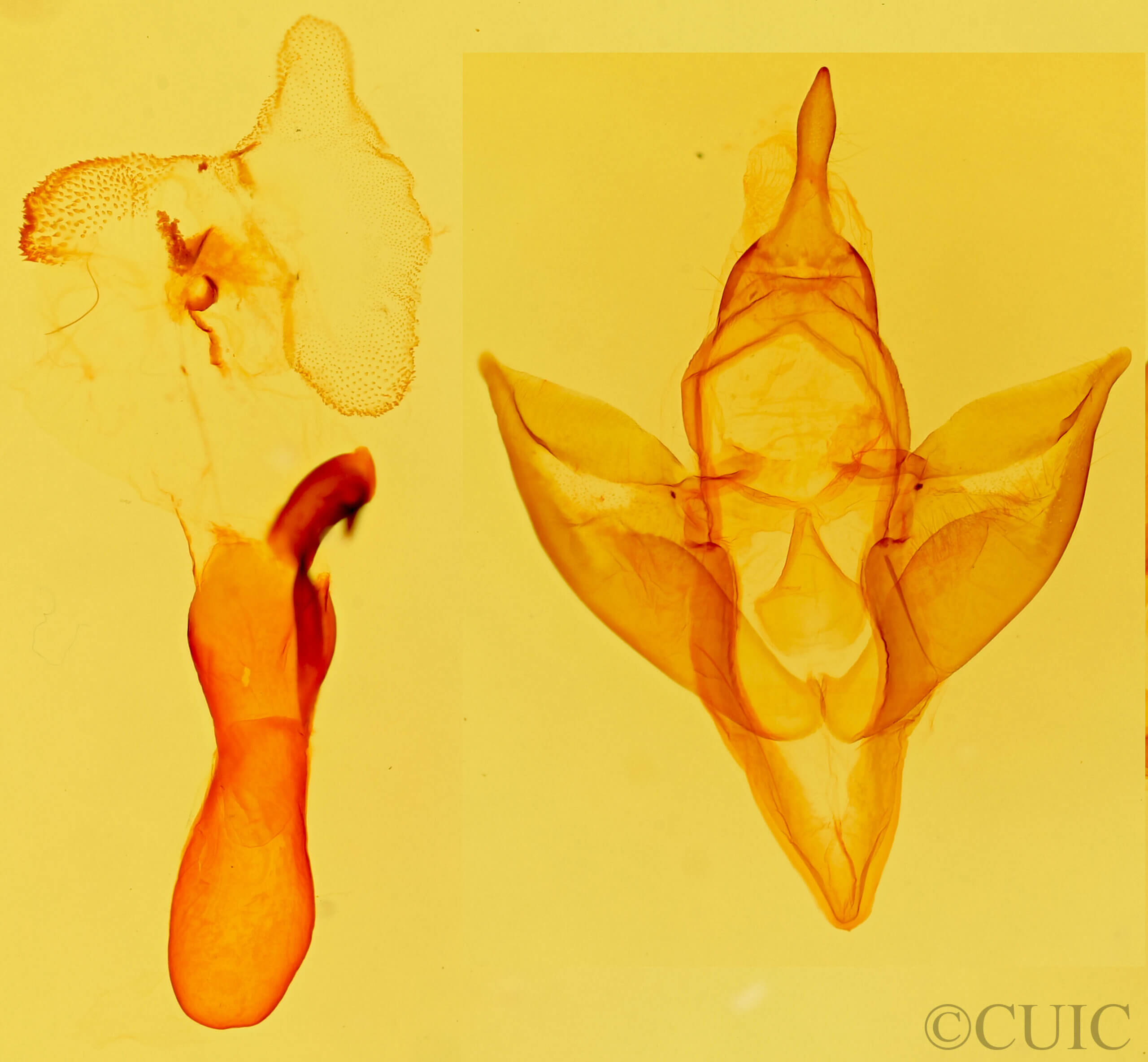 genitalia view of adult Apantesis carlotta