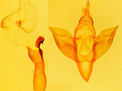 genitalia view of adult Apantesis carlotta