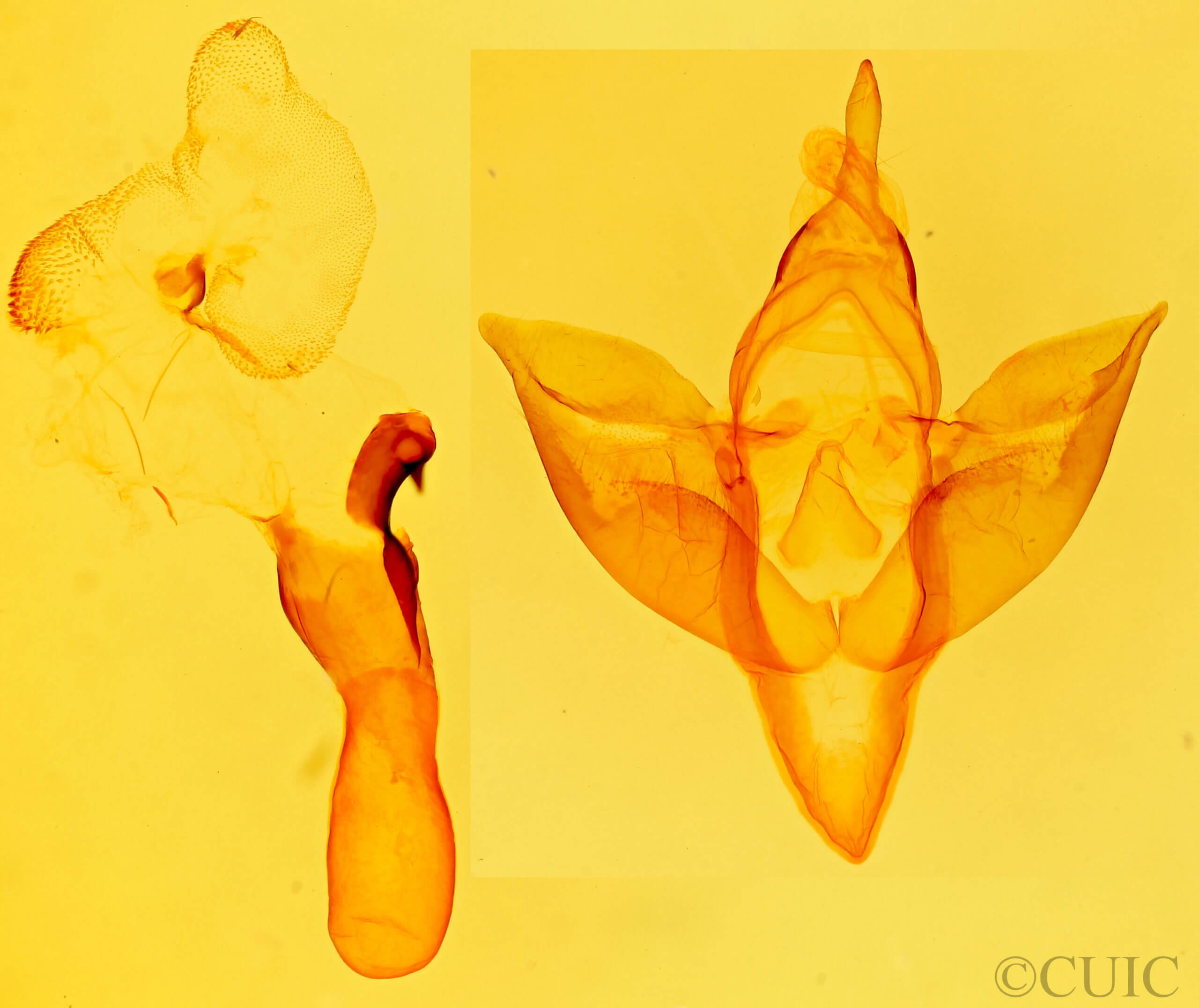 genitalia view of adult Apantesis carlotta