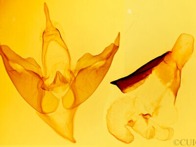 genitalia view of adult Apantesis phalerata