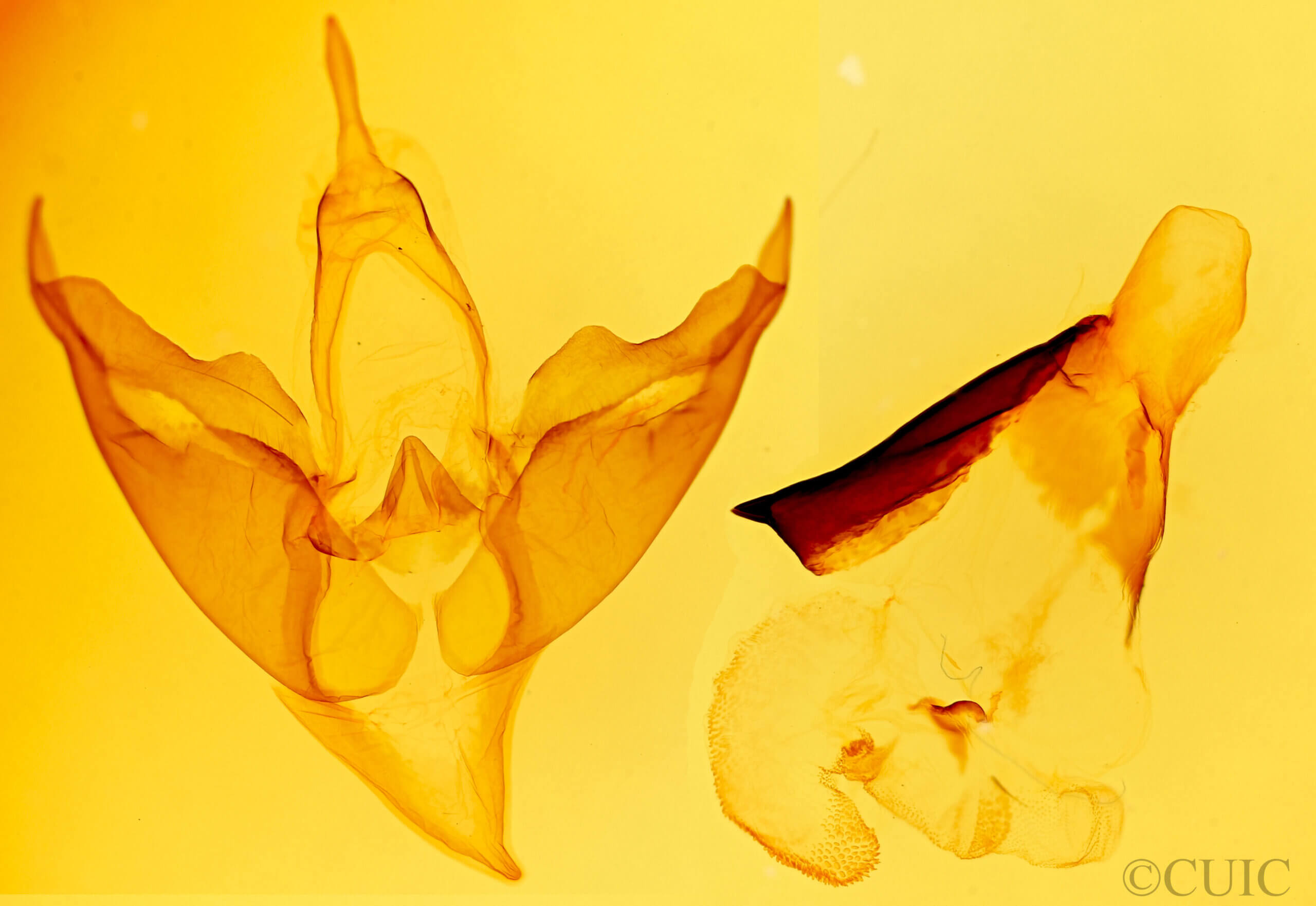 genitalia view of adult Apantesis phalerata