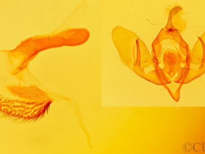 genitalia view of adult Acronicta tota