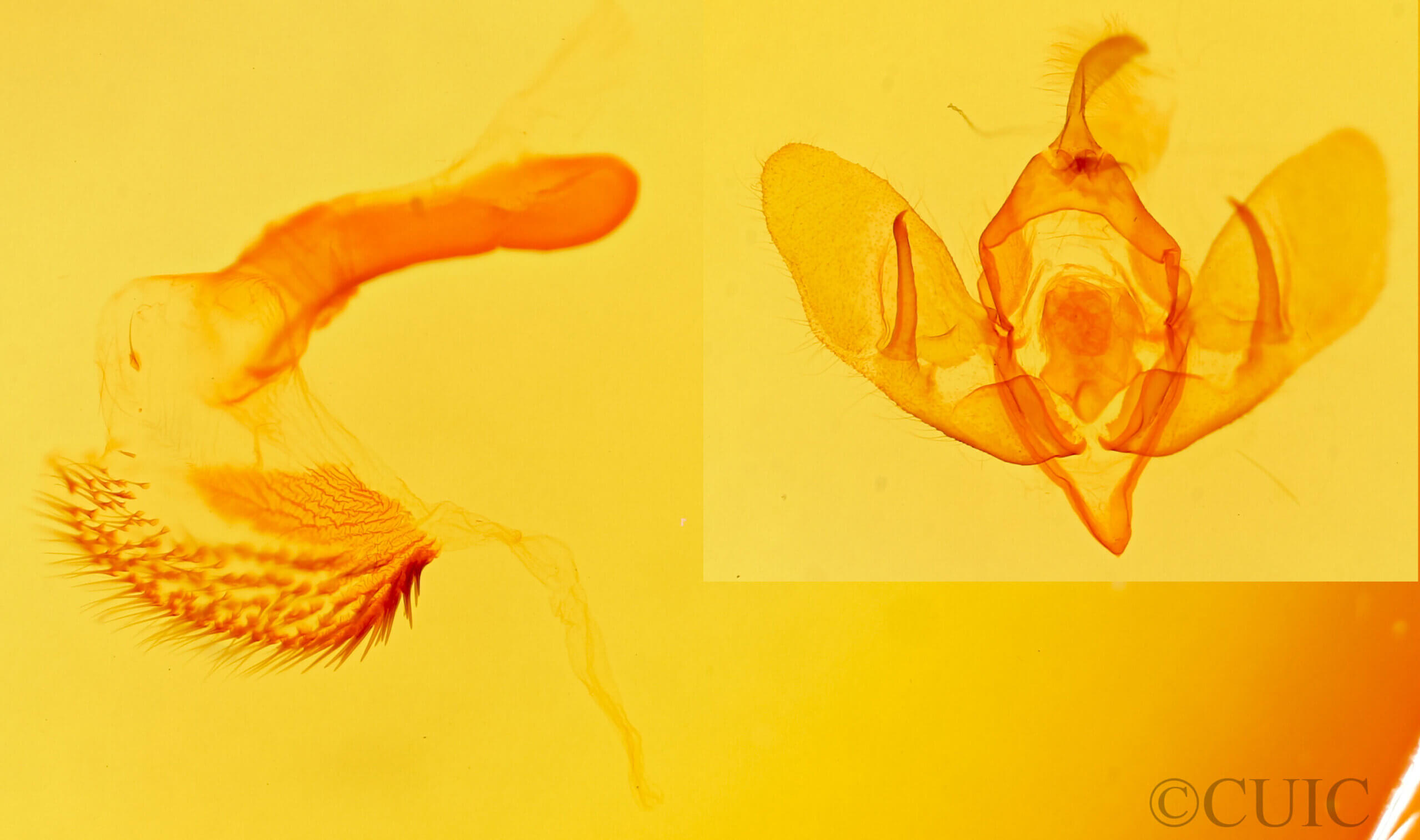 genitalia view of adult Acronicta tota