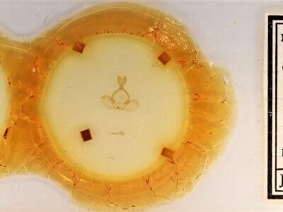 slide view of adult Gluphisia septentrionis