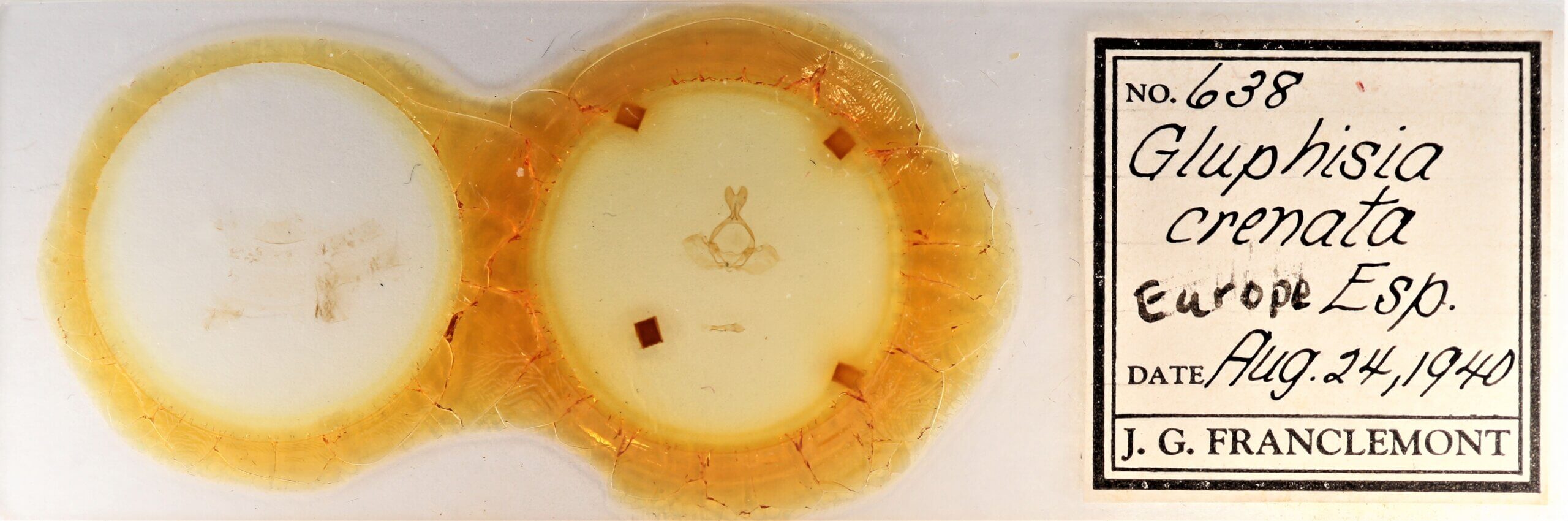 slide view of adult Gluphisia septentrionis