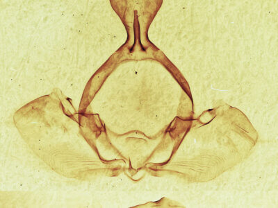 genitalia view of adult Gluphisia septentrionis