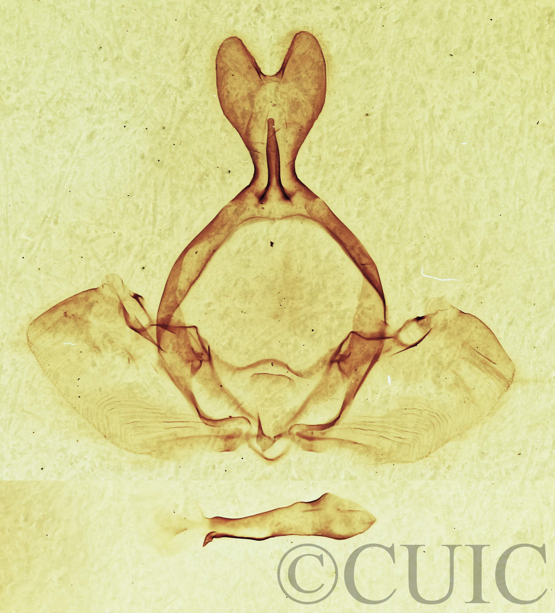 genitalia view of adult Gluphisia septentrionis