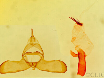 genitalia view of adult Bruceia sp.