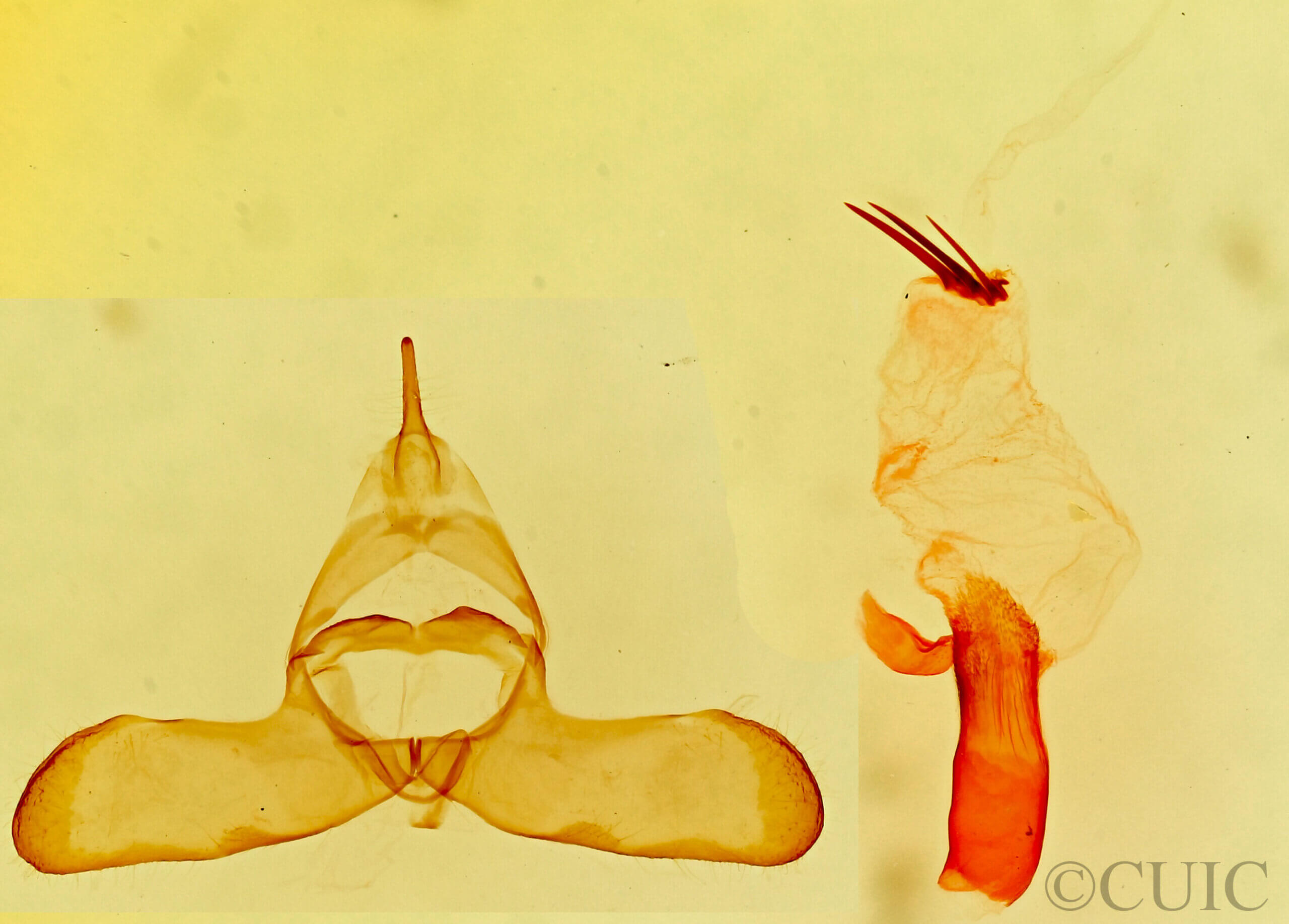 genitalia view of adult Bruceia sp.