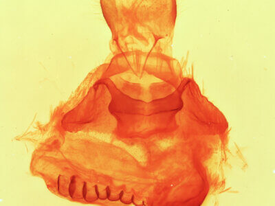 genitalia view of adult Bruceia sp.