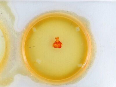 slide view of adult Bruceia sp.