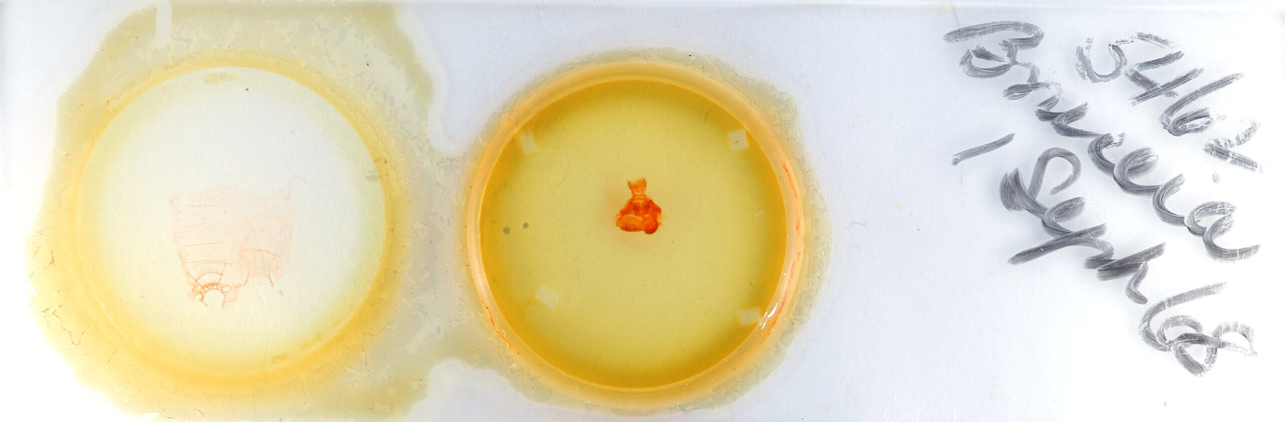 slide view of adult Bruceia sp.