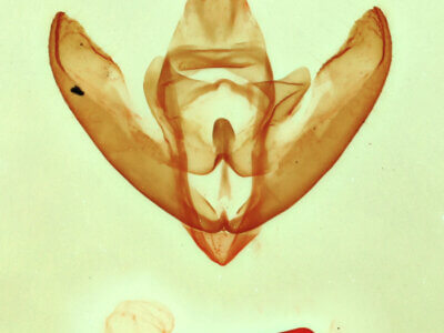 genitalia view of adult Bruceia sp.