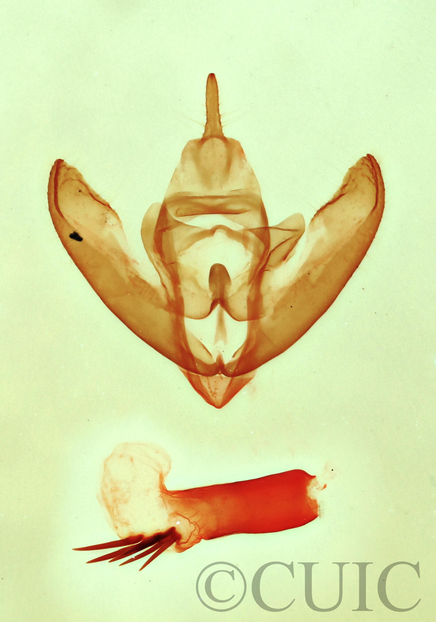 genitalia view of adult Bruceia sp.