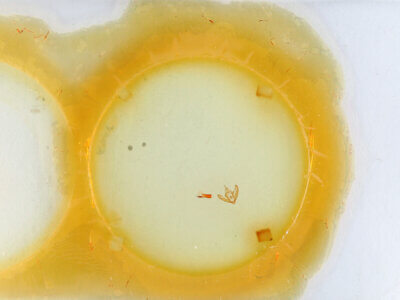 slide view of adult Bruceia sp.