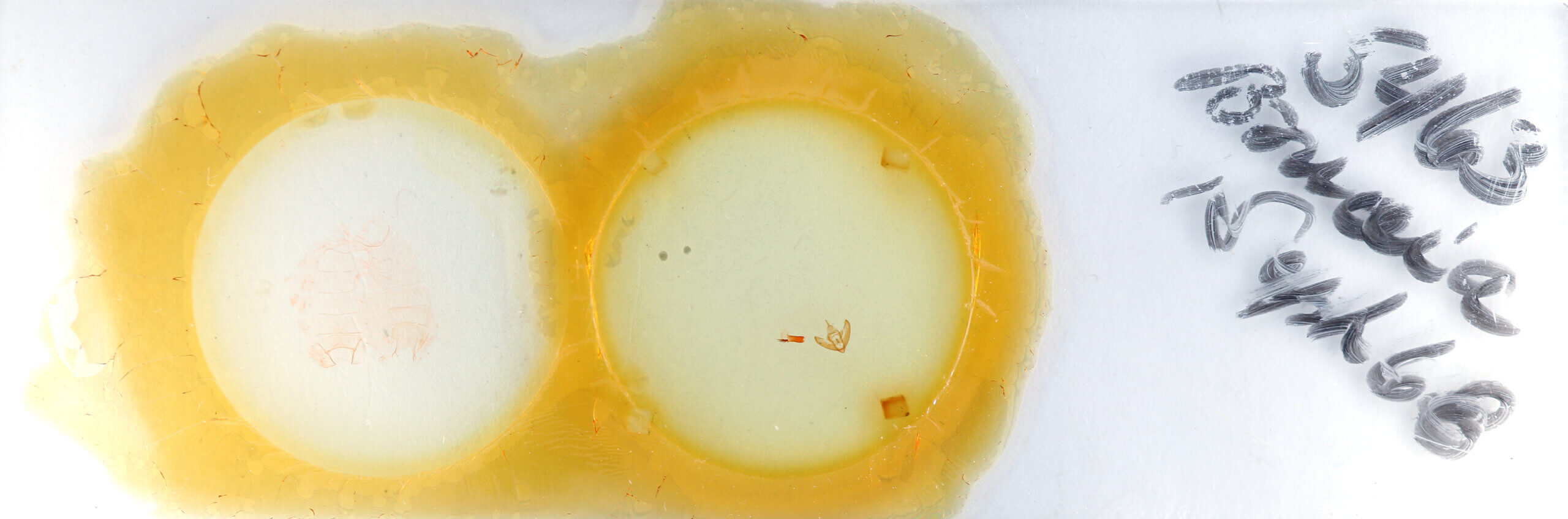 slide view of adult Bruceia sp.