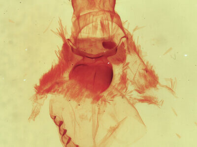 genitalia view of adult Bruceia sp.