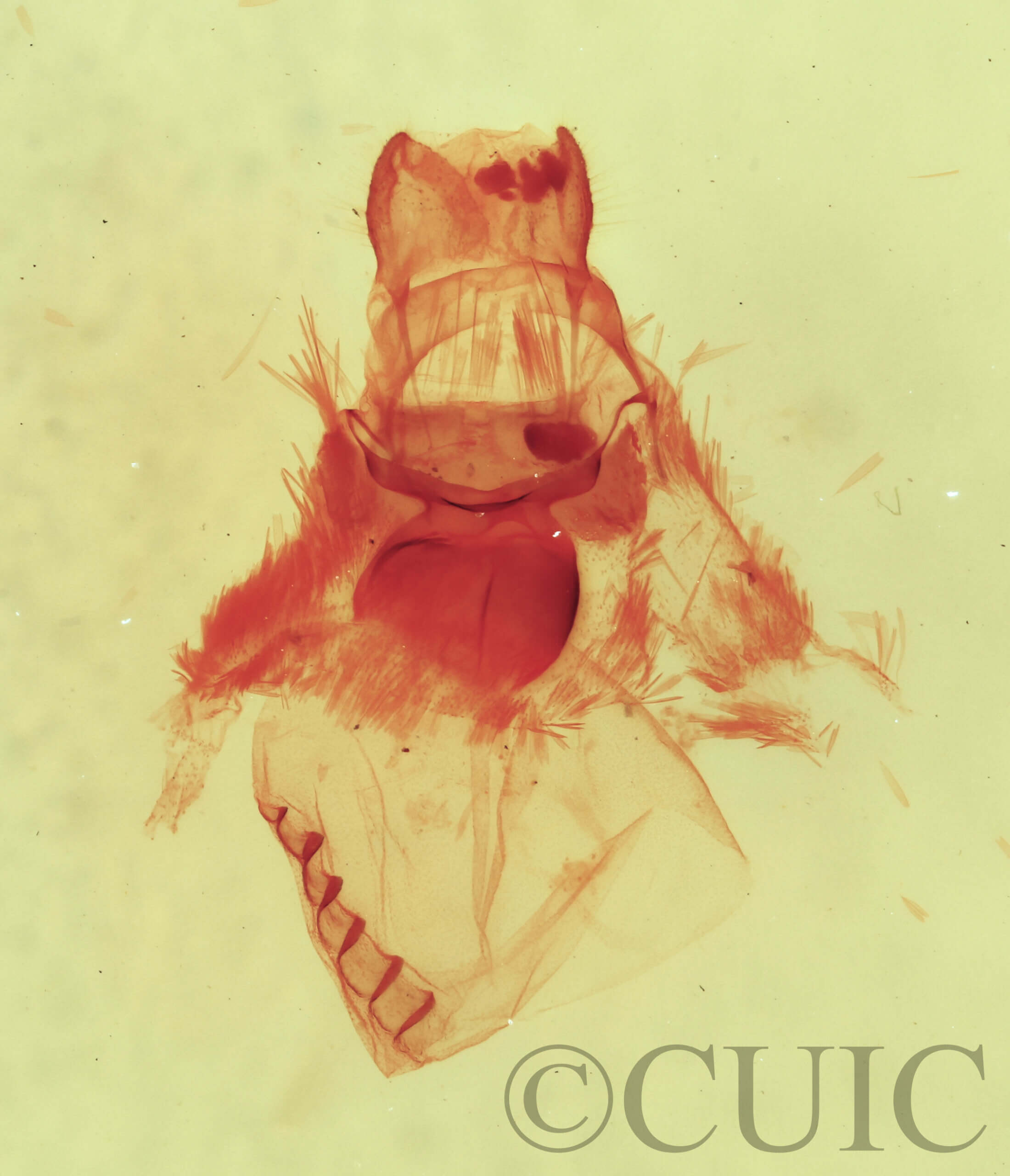 genitalia view of adult Bruceia sp.