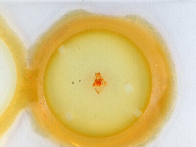 slide view of adult Bruceia sp.