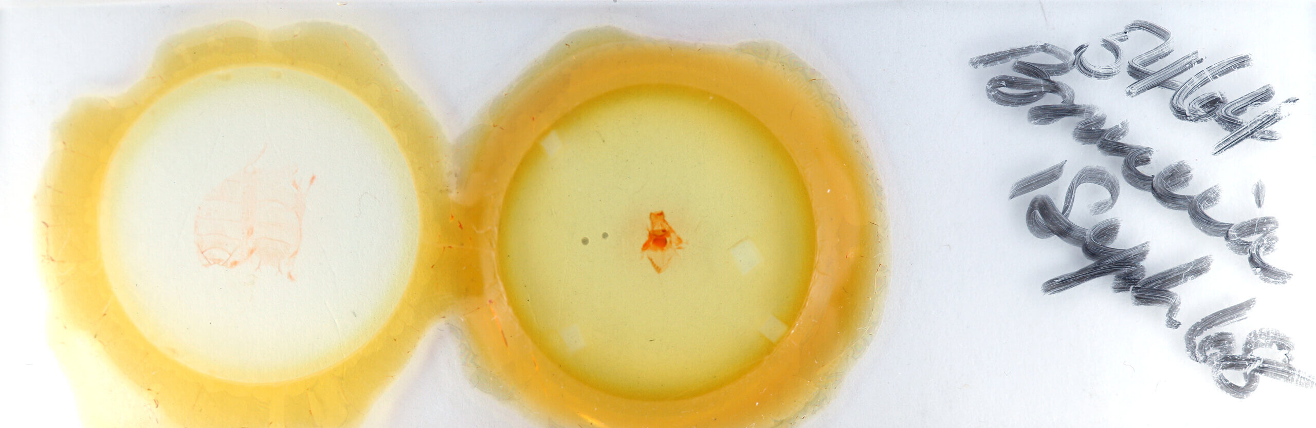 slide view of adult Bruceia sp.